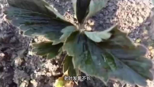 如何種植高品質(zhì)草莓