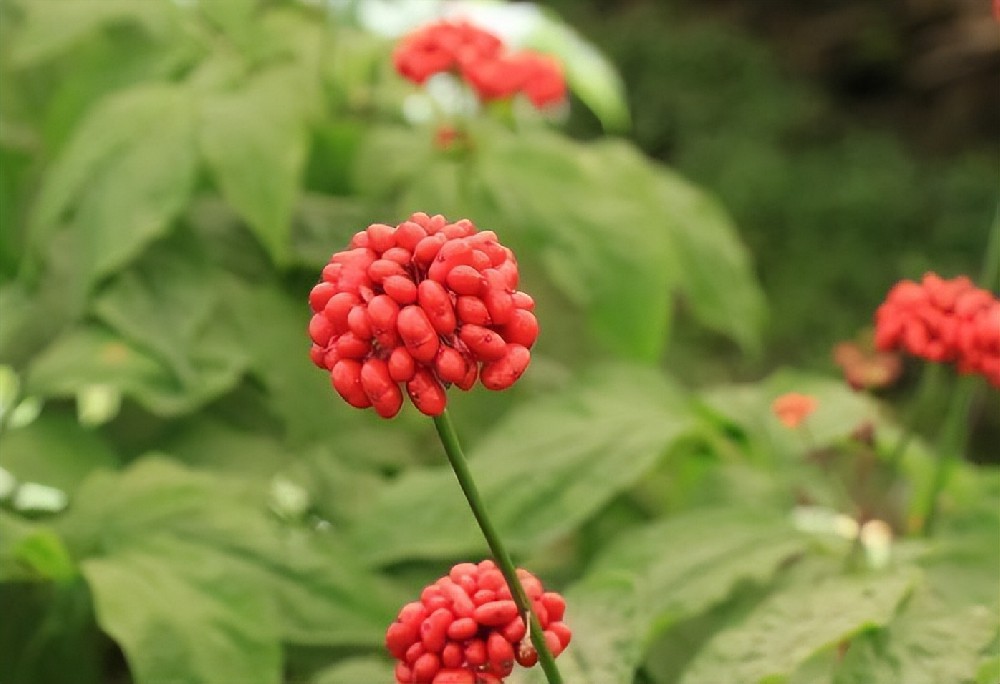 酵素菌技術(shù)，破解連作障礙困局，助力藥材產(chǎn)業(yè)健康持續(xù)發(fā)展