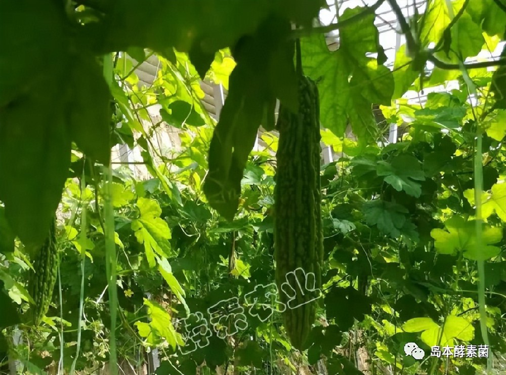 島本酵素生物悶棚奇效顯：滅掉了線蟲殺死了病菌，土壤還得到改良