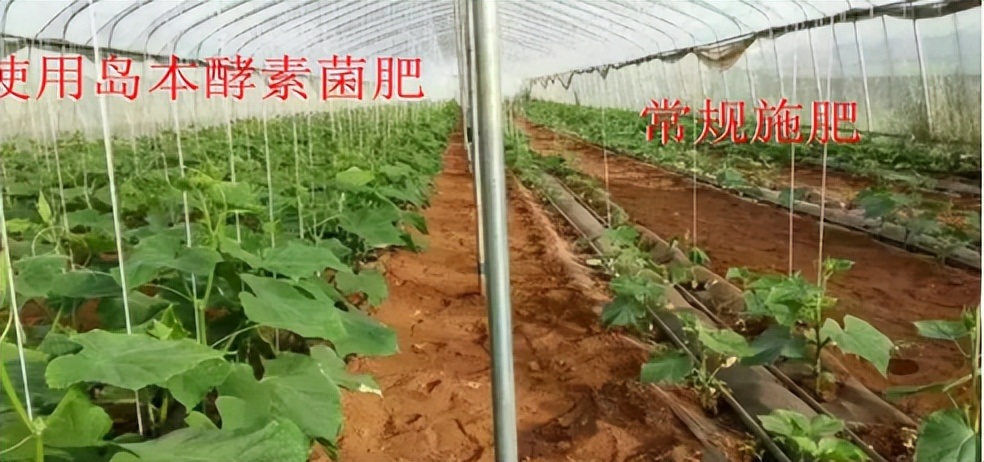 使用微生物肥料可以提高土壤和作物的抗旱性能嗎？