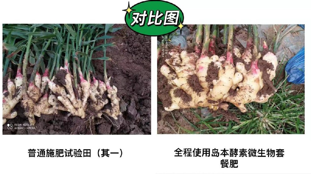 生姜姜瘟、癩皮等病蟲害問題酵素菌微生物套餐肥解決方案及效果展示