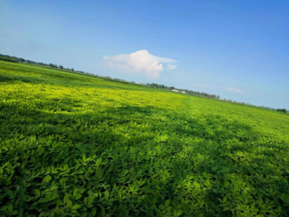 雨后花生大面積黃化怎么辦？