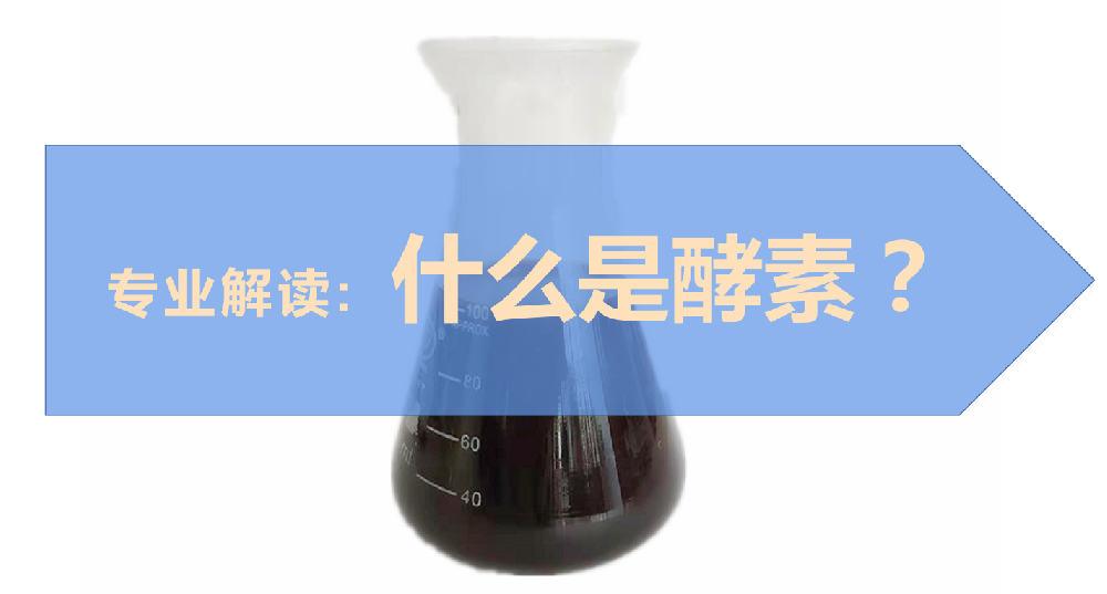 專業(yè)解讀：什么是酵素？