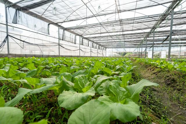 如何評價微生物肥料的功能與效果？