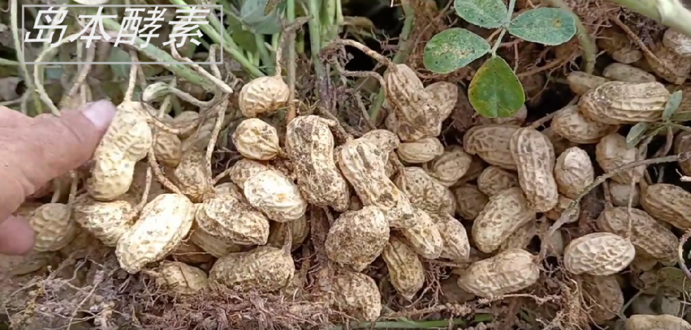 花生種植遭遇澇害仍獲豐收！看酵素菌肥如何改良土壤，提升花生抗逆性，?；ū９?！